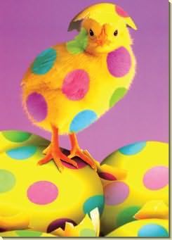 Kurczak pomalowany w kolorach pisanek